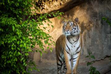Golden Triangle Tour with Ranthambore, Delhi, Agra, Jaipur by Car - 4N5D